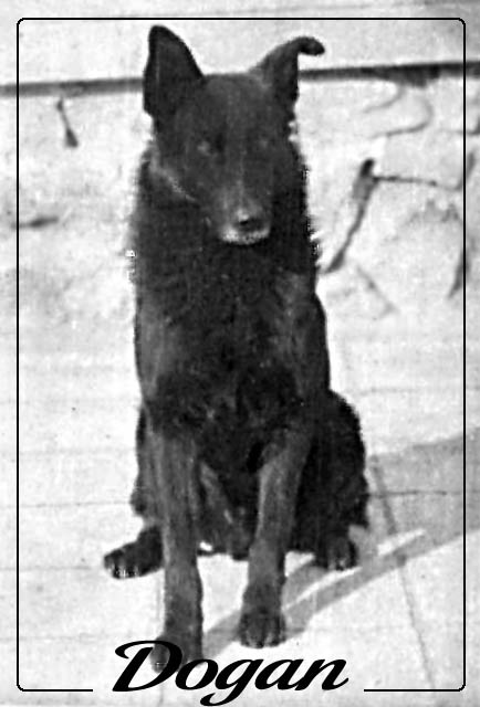 dogan - 3